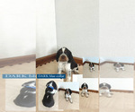 Puppy Dark Blue English Springer Spaniel