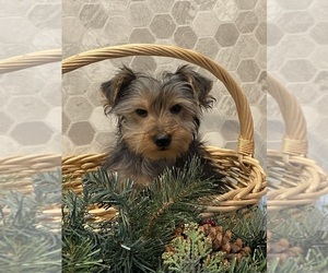 Yorkshire Terrier Puppy for sale in CANOGA, NY, USA