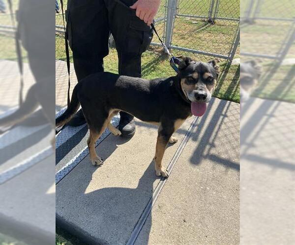 Medium Photo #2 Mutt Puppy For Sale in Corpus Christi, TX, USA