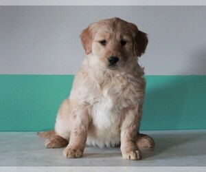 Golden Retriever Puppy for sale in FREDERICKSBURG, OH, USA