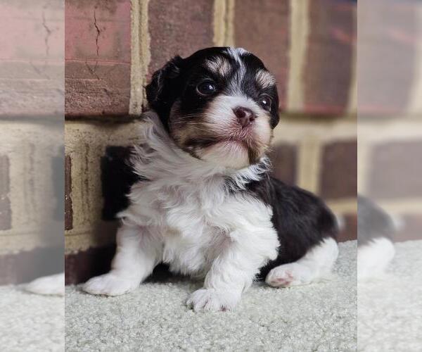 Medium Photo #2 Havanese Puppy For Sale in YORKTOWN, VA, USA