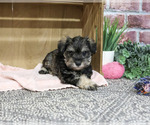 Small #3 Schnauzer (Miniature)