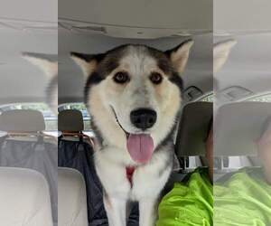 Luka - Male Siberian Husky Dog for Adoption - Photo #13