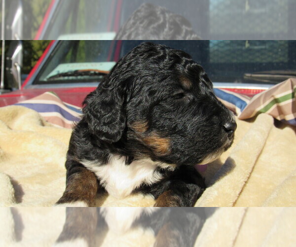 Medium Photo #1 Bernedoodle Puppy For Sale in BIG ROCK, IL, USA
