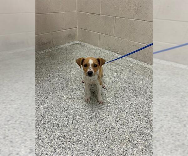 Medium Photo #1 American Pit Bull Terrier-Unknown Mix Puppy For Sale in Conroe, TX, USA