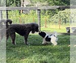 Small Photo #113 Aussiedoodle Puppy For Sale in ASHEVILLE, NC, USA