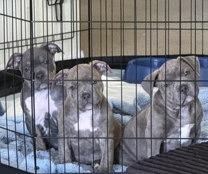 American Bully Puppy for Sale in PALM COAST, Florida USA