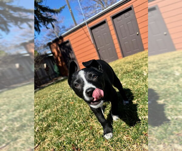 Medium Photo #7 Mutt Puppy For Sale in Sandy, UT, USA