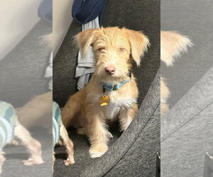 Scooter - Male Mutt Dog for Adoption - Photo #4