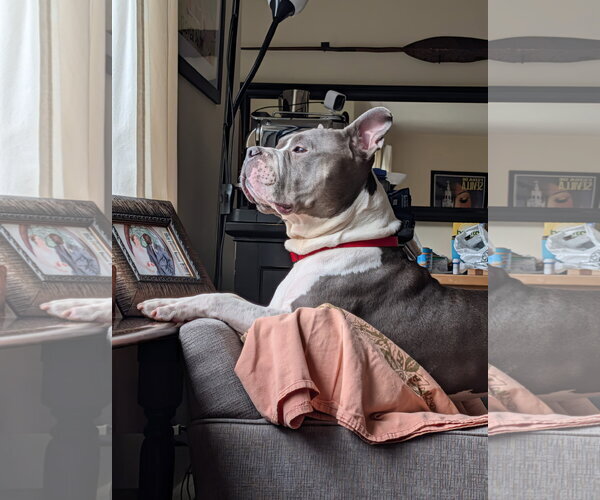 Medium Photo #2 American Staffordshire Terrier Puppy For Sale in Alexandria, VA, USA