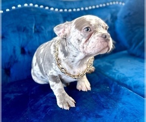 French Bulldog Puppy for Sale in PORTOLA VALLEY, California USA