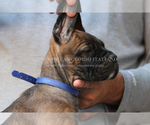 Small Photo #9 Cane Corso Puppy For Sale in MARENGO, IL, USA