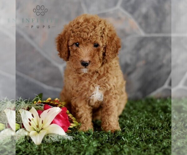 Medium Photo #5 Poodle (Miniature) Puppy For Sale in MILL HALL, PA, USA
