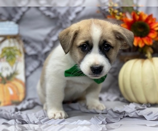 View Ad: American Eskimo Dog-German Shepherd Dog Mix Puppy for Sale near Pennsylvania, LANCASTER