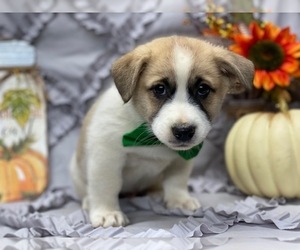 American Eskimo Dog-German Shepherd Dog Mix Puppy for sale in LANCASTER, PA, USA