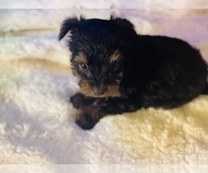 Yorkshire Terrier Puppy for sale in CROSSVILLE, TN, USA