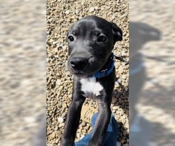 Medium Photo #5 American Pit Bull Terrier-Unknown Mix Puppy For Sale in Oskaloosa, IA, USA