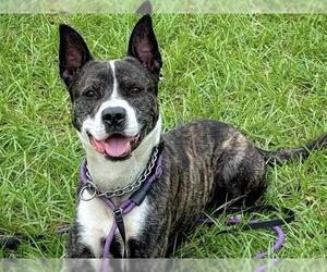 Holland Shepherd-Unknown Mix Dogs for adoption in Tavares, FL, USA