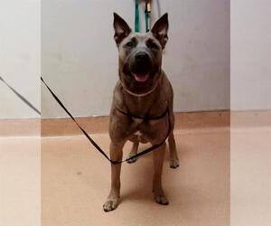 American Pit Bull Terrier-Unknown Mix Dogs for adoption in Martinez, CA, USA