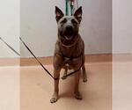 Small American Pit Bull Terrier Mix