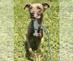 Small #1 American Staffordshire Terrier