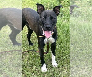 Labrador Retriever-Unknown Mix Dogs for adoption in Tarrytown, GA, USA