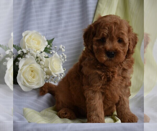 Medium Photo #3 Poodle (Miniature)-Woodle Mix Puppy For Sale in MILLERSBURG, PA, USA