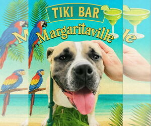 Bulldog-Unknown Mix Dogs for adoption in Houston, TX, USA