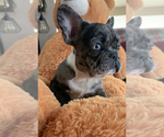 Small Photo #4 French Bulldog Puppy For Sale in HIGHLAND MILLS, NY, USA