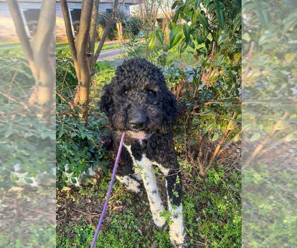 Medium Photo #8 Golden Retriever Puppy For Sale in New York, NY, USA