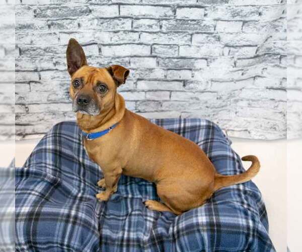 Medium Photo #3 Mutt Puppy For Sale in Kennesaw, GA, USA