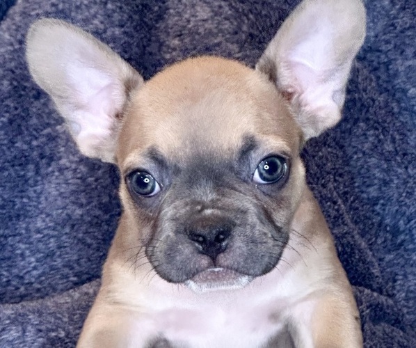 Medium Photo #5 French Bulldog Puppy For Sale in RIALTO, CA, USA