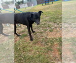 Small #2 Labrador Retriever Mix