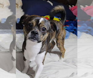 Chug Dogs for adoption in Bellevue, WA, USA