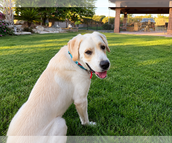 Medium Photo #2 Labrador Retriever-Unknown Mix Puppy For Sale in Clovis, CA, USA
