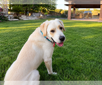 Small #1 Labrador Retriever Mix