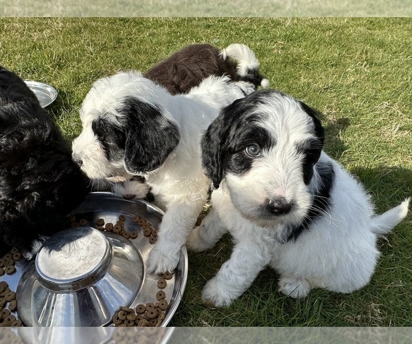 Medium Photo #41 Aussiedoodle Puppy For Sale in BREMERTON, WA, USA