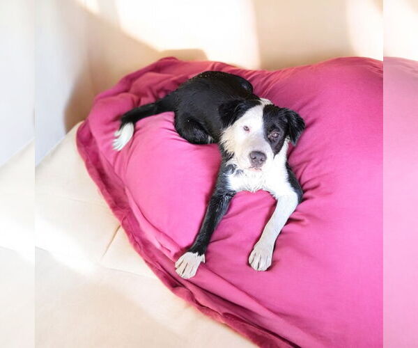 Medium Photo #1 Border Collie Puppy For Sale in Menifee, CA, USA