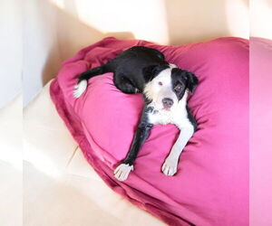 Border Collie Dogs for adoption in Menifee, CA, USA