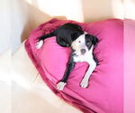 Small Border Collie
