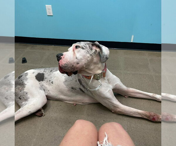 Medium Photo #2 Great Dane Puppy For Sale in Bullard, TX, USA