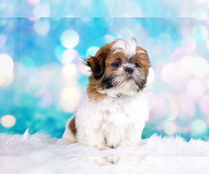 Shih Tzu Dogs for adoption in Decatur, IL, USA