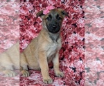 Small Photo #1 Malinois Puppy For Sale in PARADISE, PA, USA