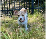 Small #3 Chihuahua Mix