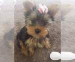 Small Photo #5 Yorkshire Terrier Puppy For Sale in ODESSA, TX, USA