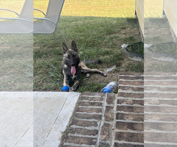 Medium Photo #1 German Shepherd Dog Puppy For Sale in La Grange , NC, USA