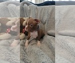Small Photo #3 Boston Terrier Puppy For Sale in SALINA, KS, USA