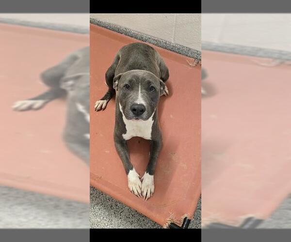 Medium Photo #2 Mutt Puppy For Sale in Houston, TX, USA