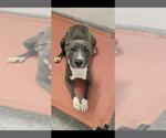 Small #1 Mutt