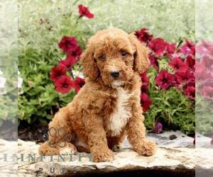 Goldendoodle (Miniature) Puppy for sale in LITITZ, PA, USA